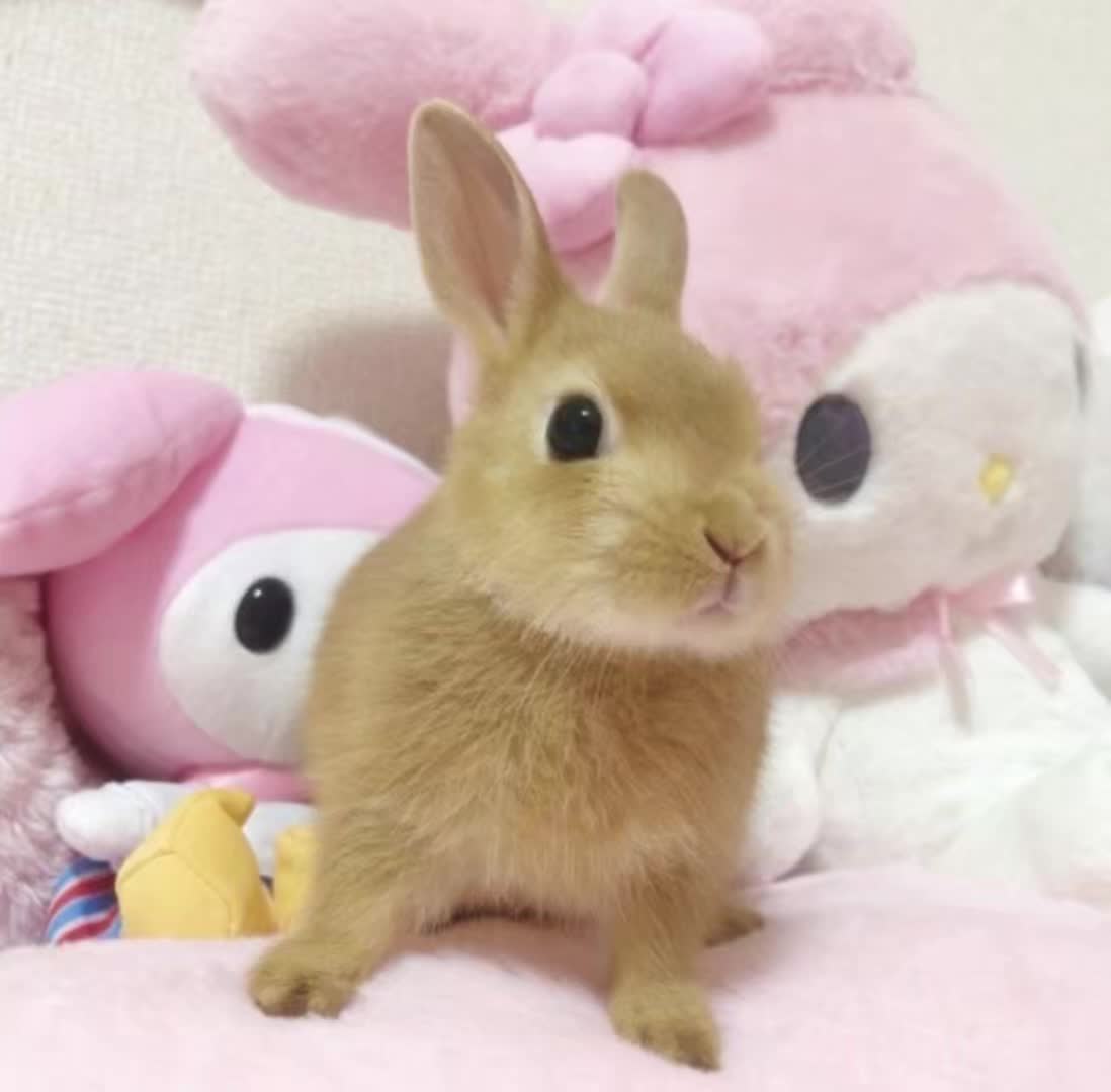 @ᨳ𐔌՞҂ ˕ ֊՞𐦯ᜊ