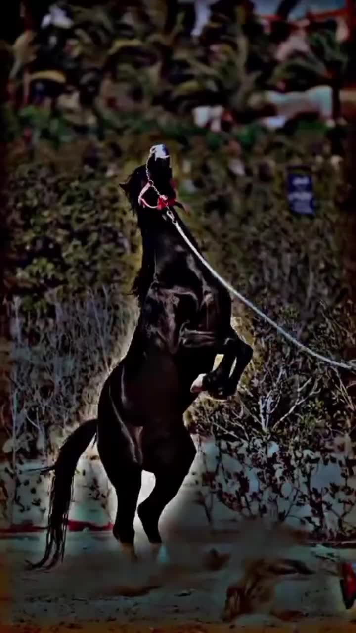 @⫸𝙈𝙞𝙍𝙯𝘼✫𝙎𝙖𝙍𝙆𝙖𝙍✫⫷