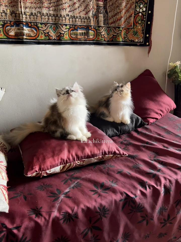 @karachikittens