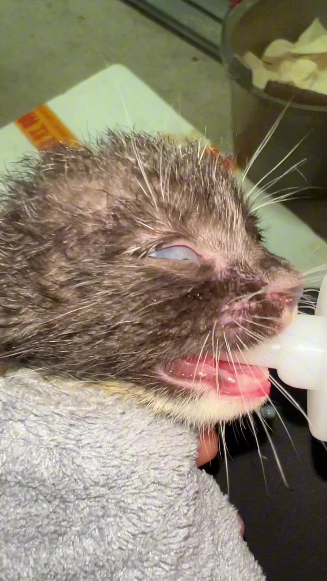 @Soothing Cats😻