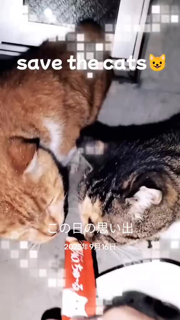 @あきの軍艦巻き😺 🐾 aki🐾