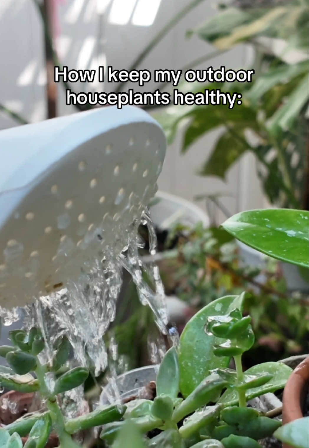 @Erin | Plants + Lifestyle