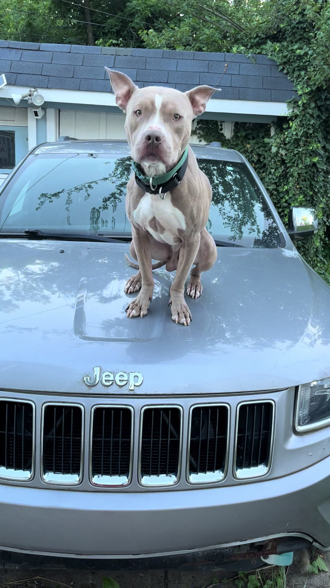 @Jay TheDog Trainer