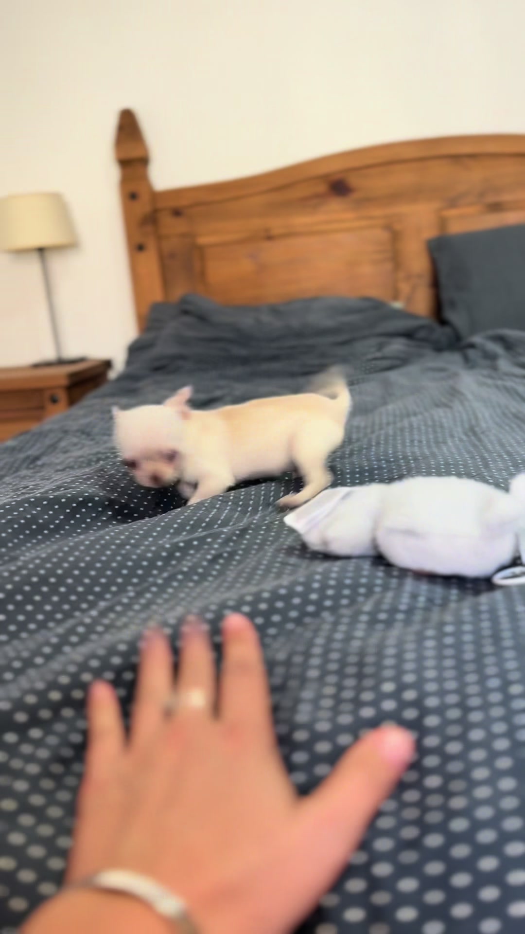 @teacupchihuahua