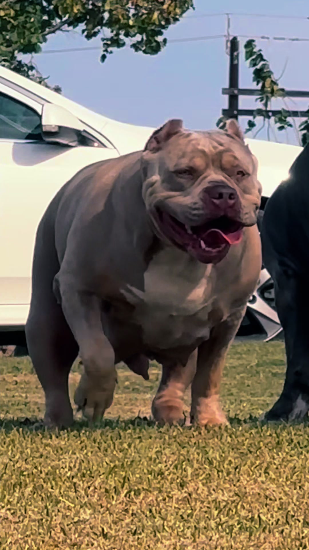 @🐾 Boundless Bullies 🐾