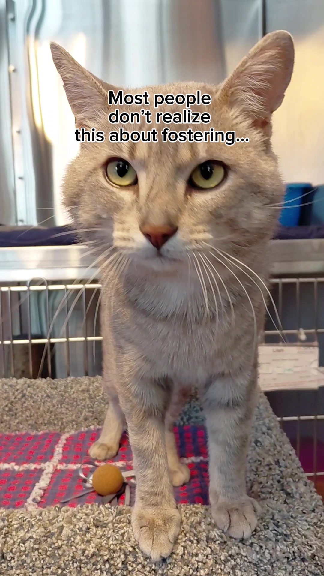 @BC SPCA