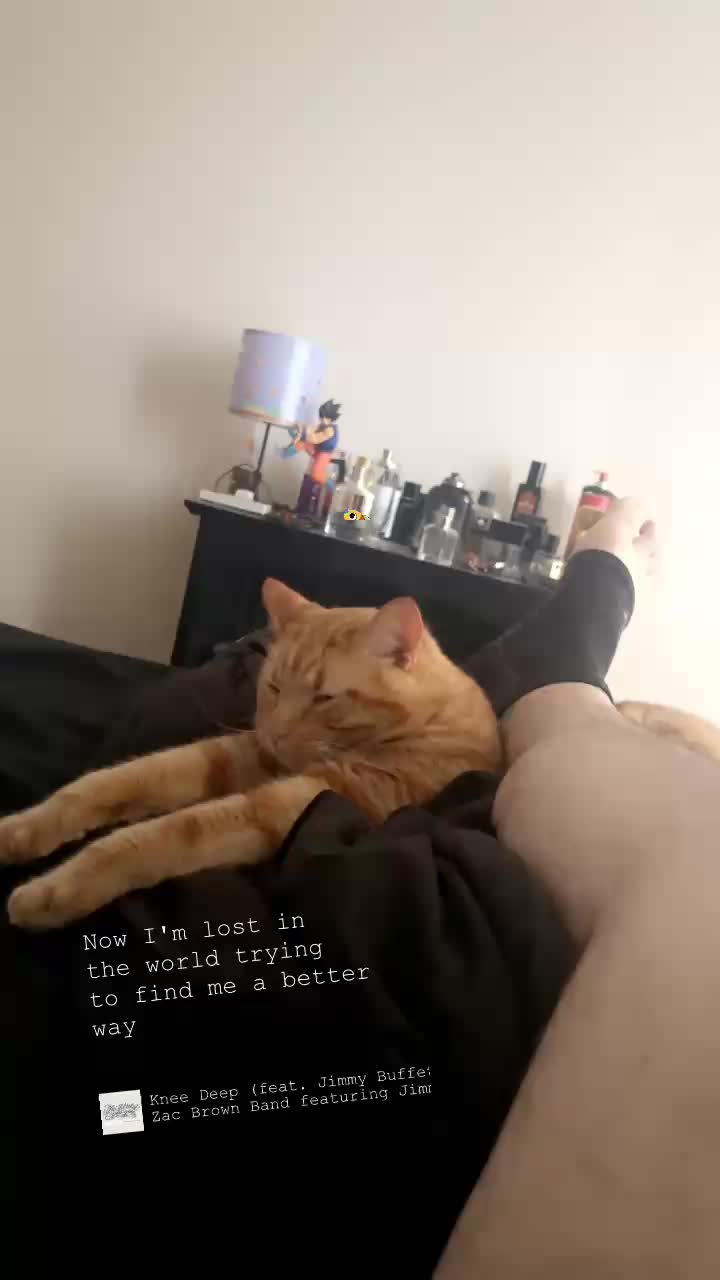 @Purrrrfect Moments