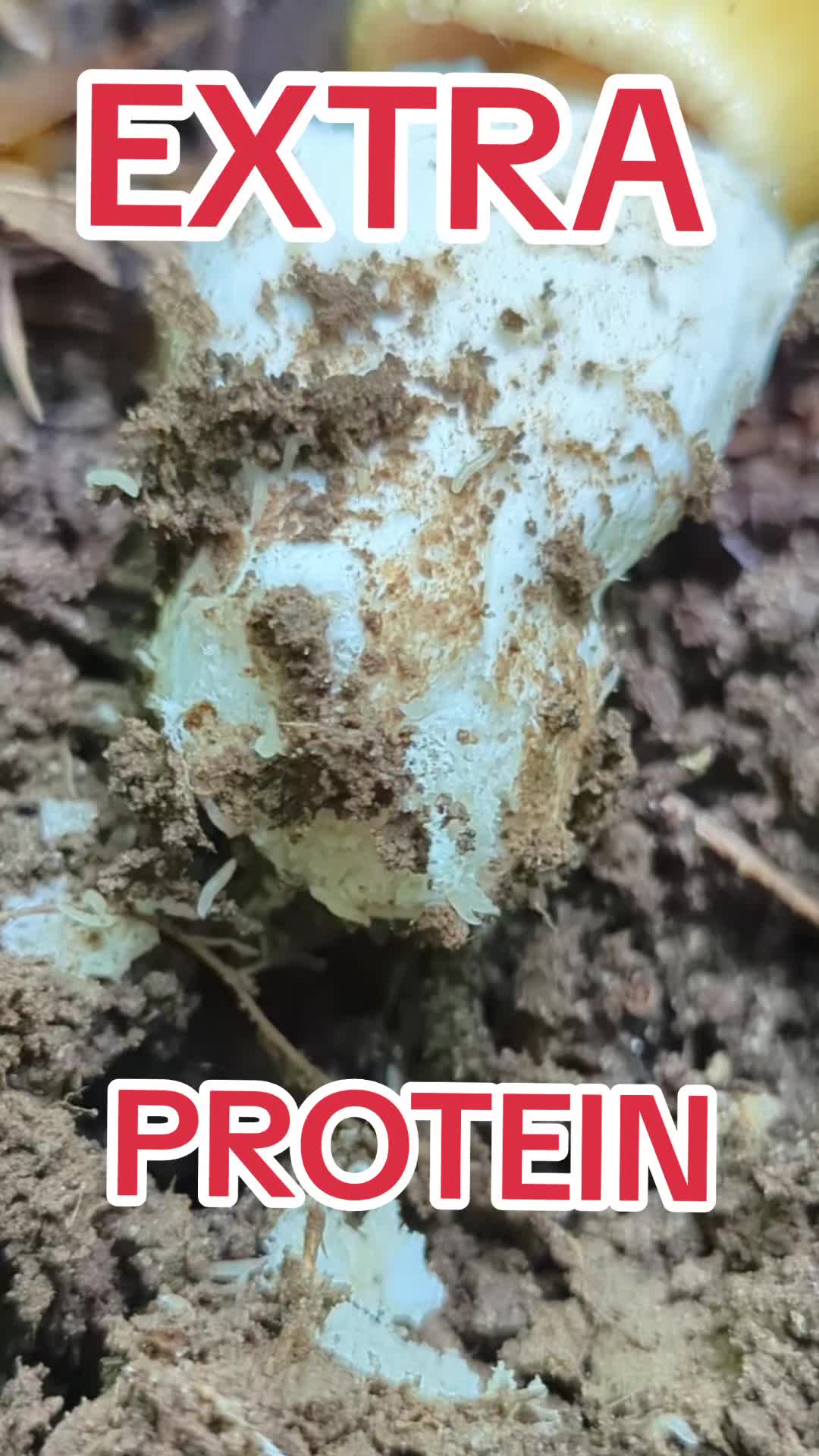 @Forage North America