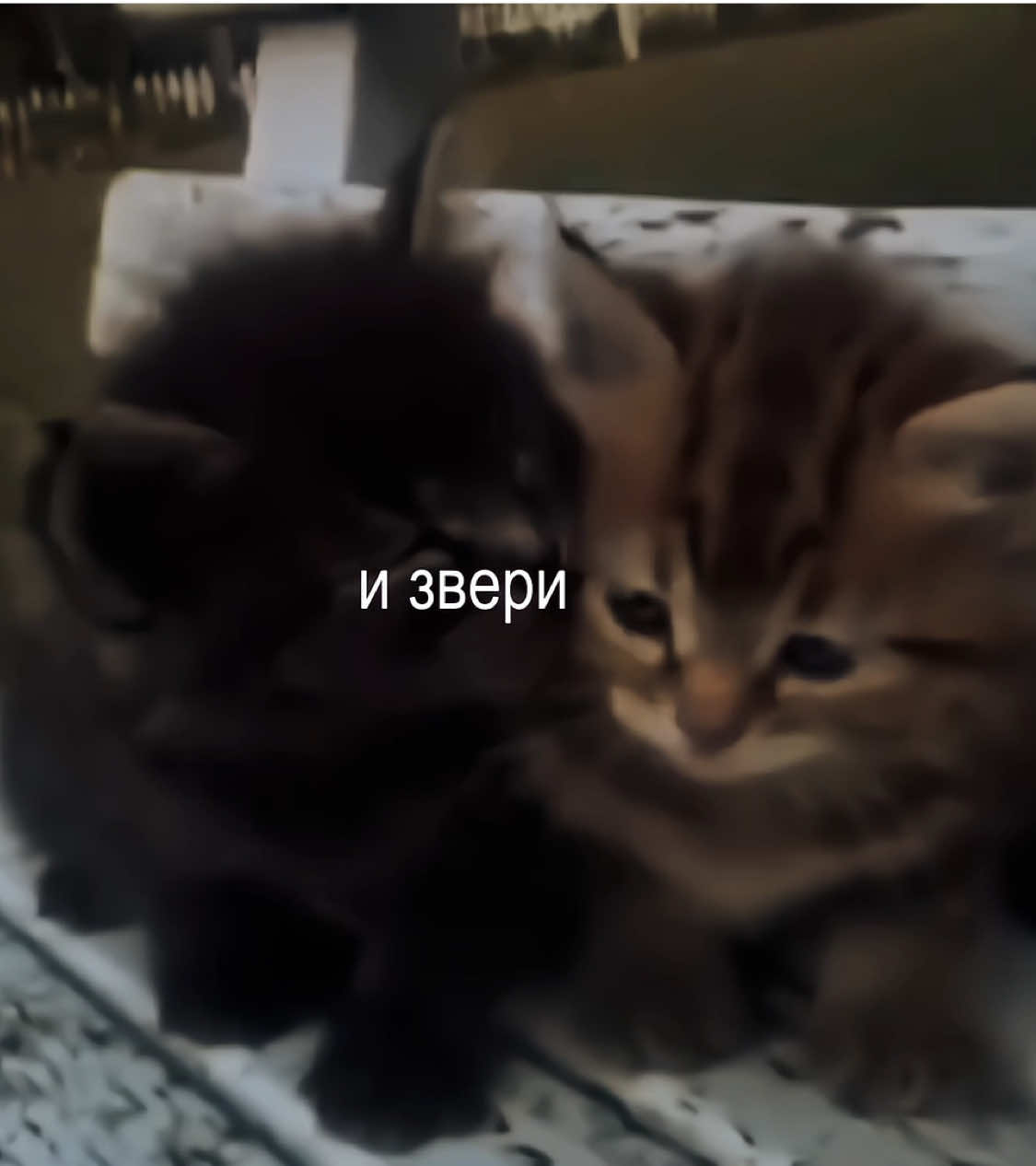 @𝑀imka
