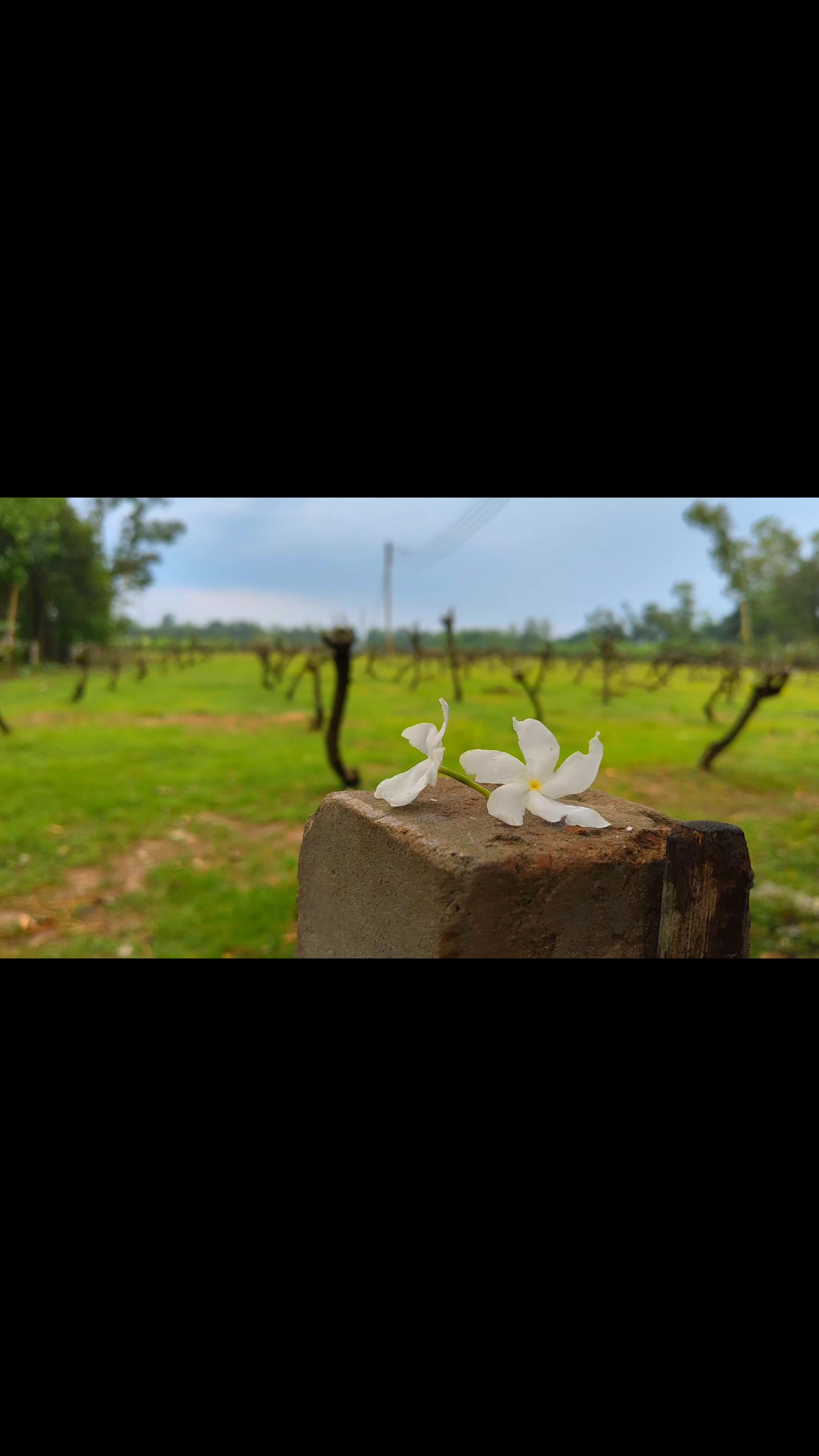 @~🦋টমেটো🦋~