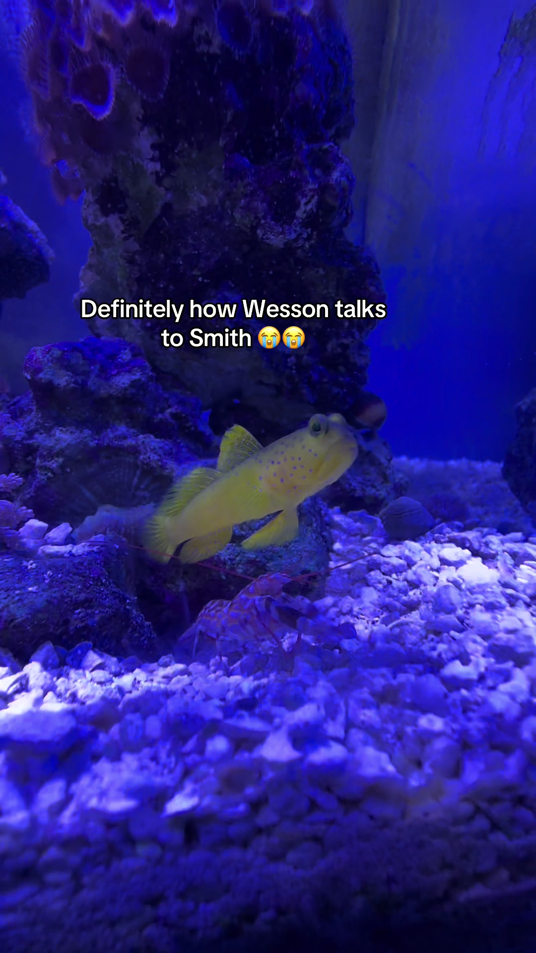 @ReefSync