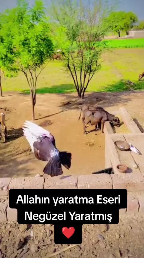 @yılmaz Çetinkaya