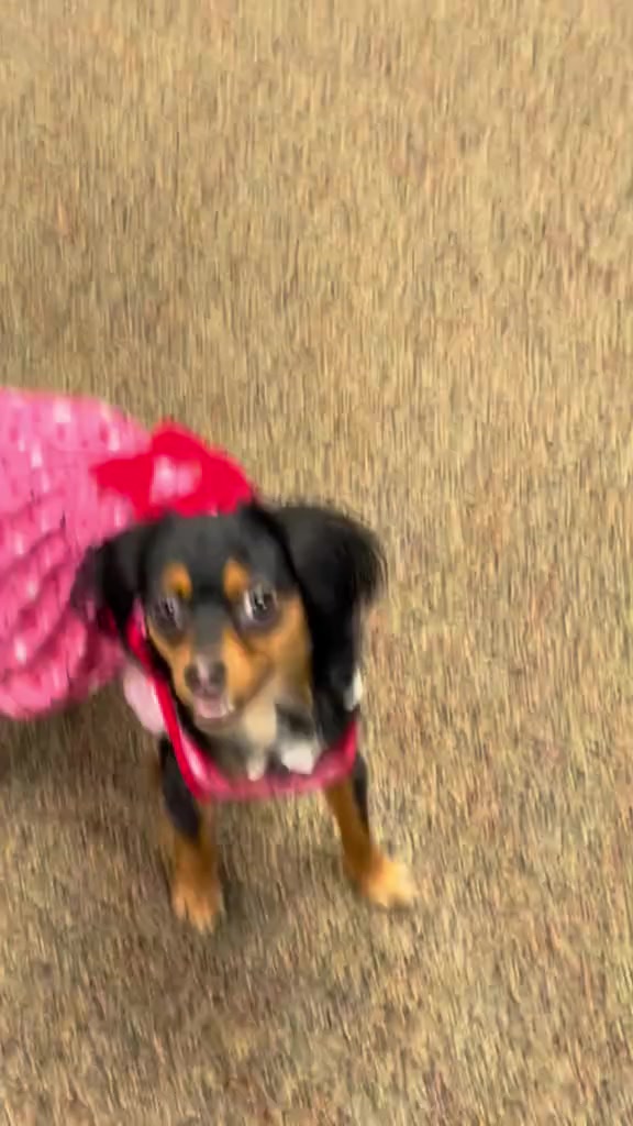 @Sweet Little Daisy