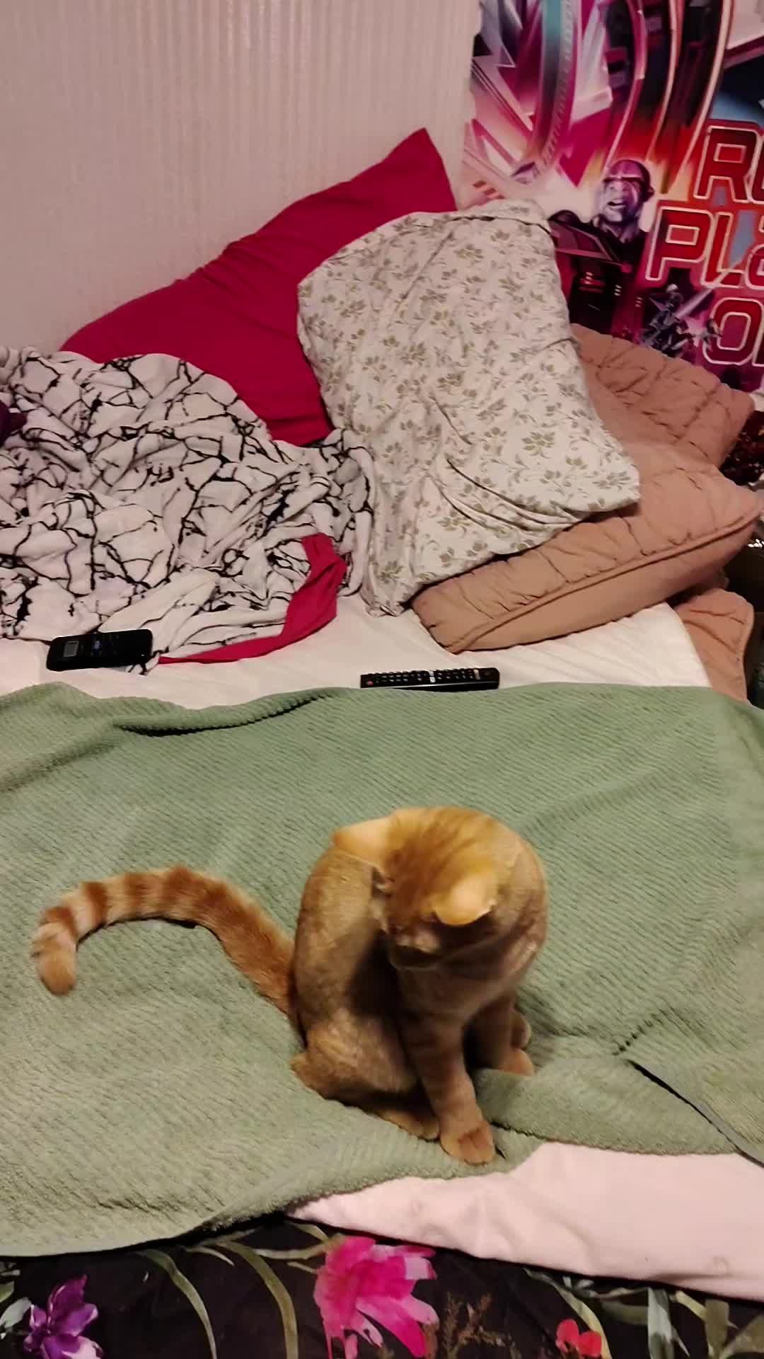@jessi.bella.and.sugar