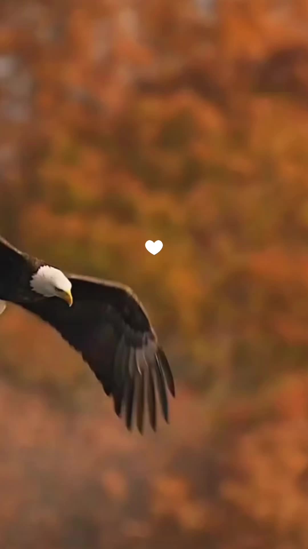 @𓃵𝐆𝐓🐦🔥,₵Ⱨ₳VɆⱫ’.❦