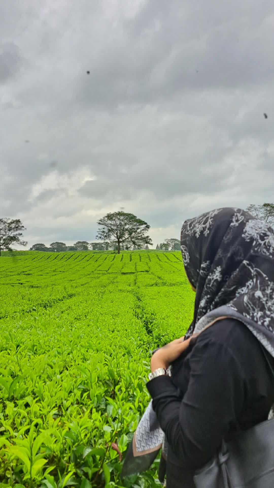 @Tanjung_capcut