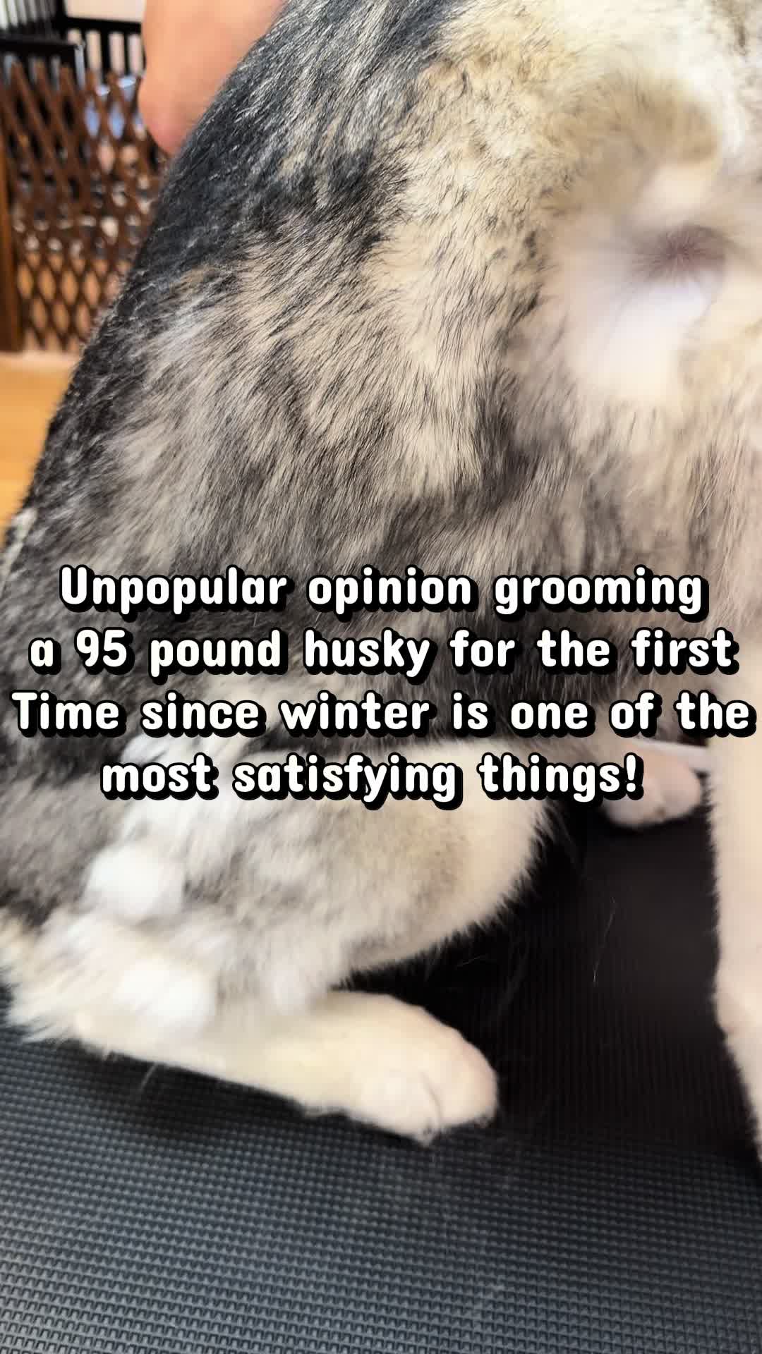 @Grooming By Tip Top