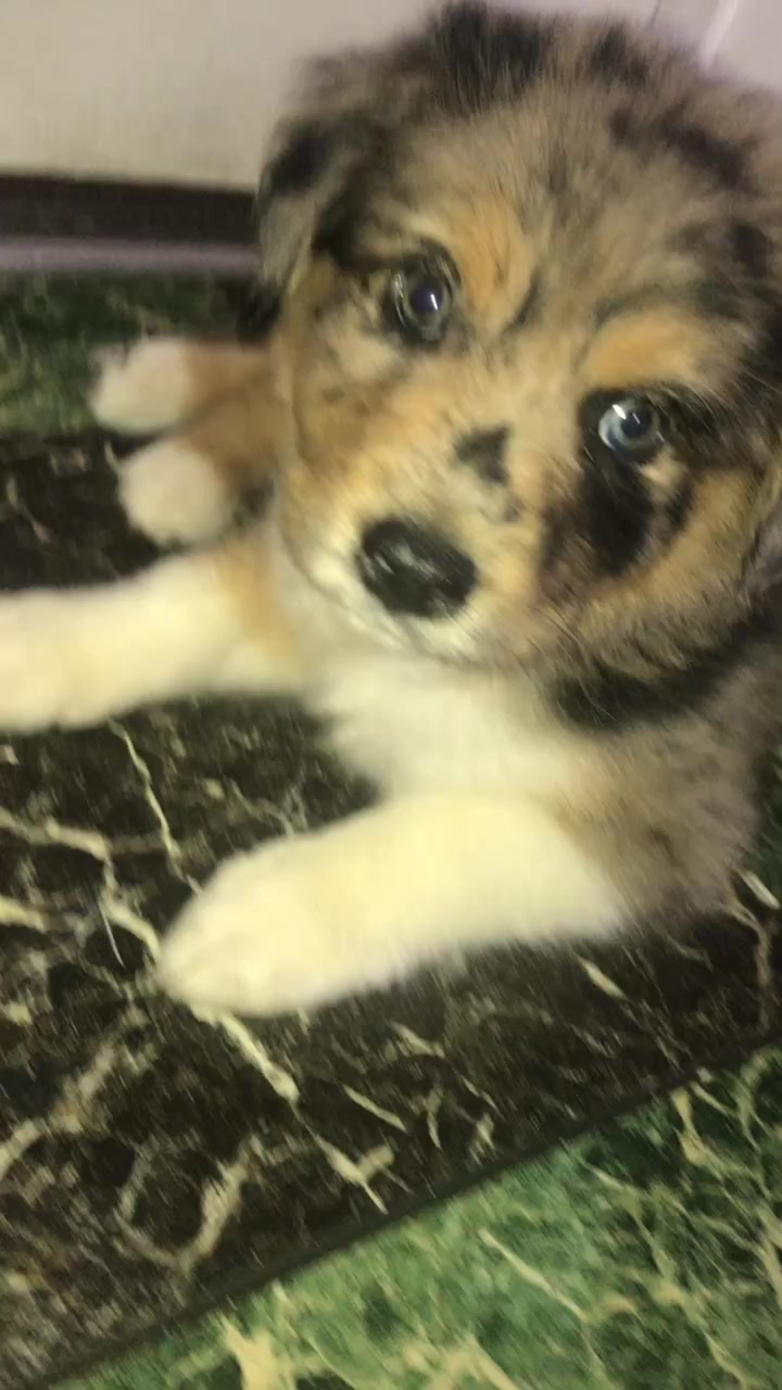 @Kira_the_puppy