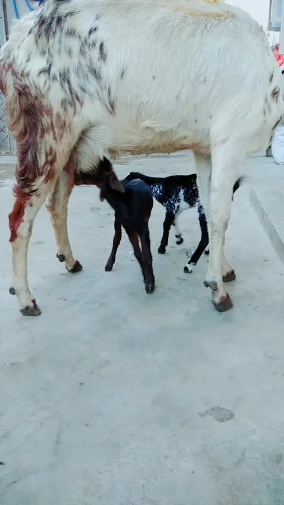 @bibi hajira 💛💜💛💜
