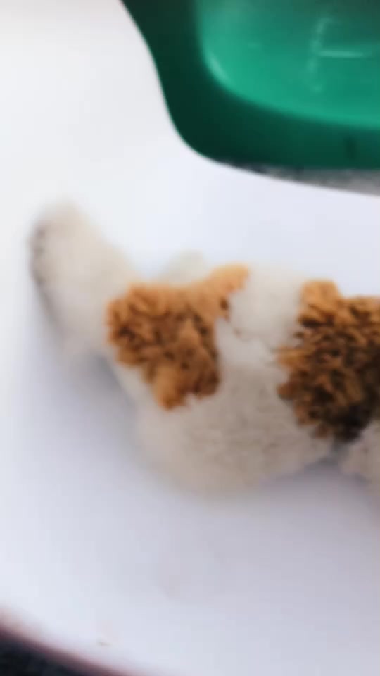 @EclipseTheDoubletail