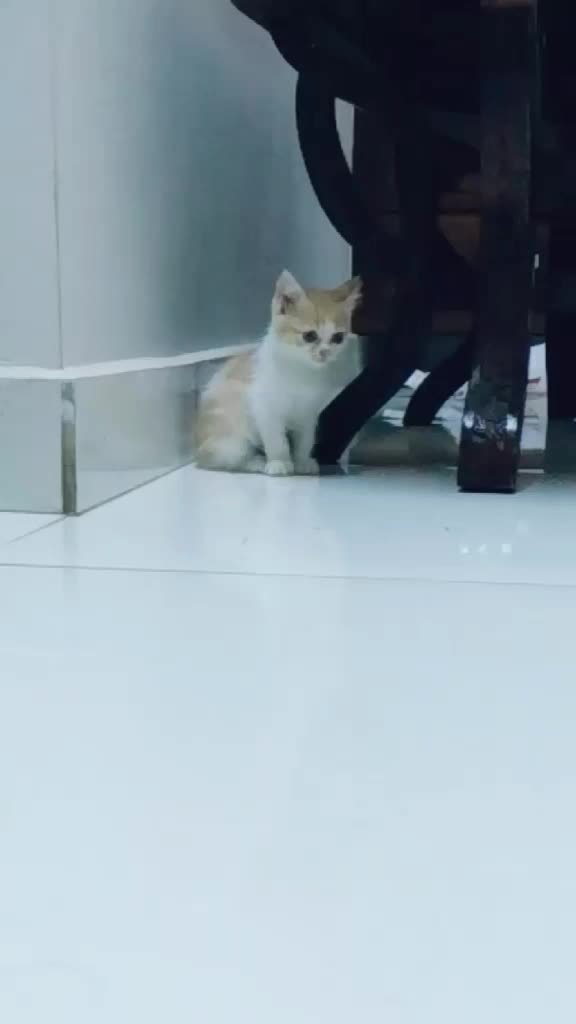 @Tansifa Tansifa