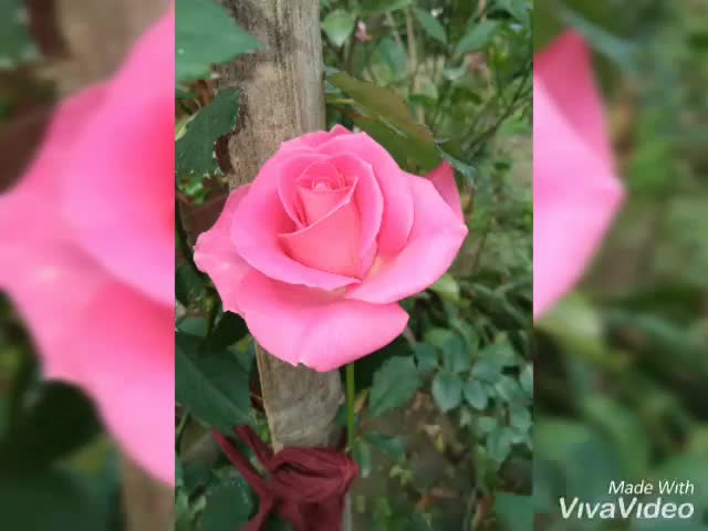 @❤Tulika@Gitam❤