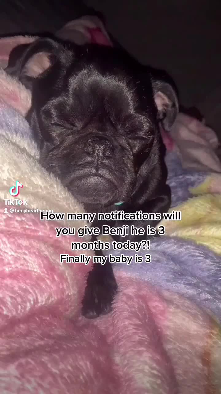@Benji The Pug