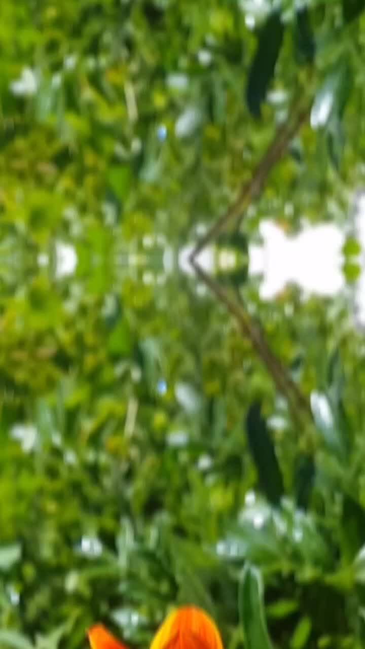 @go&eacute;land.dz