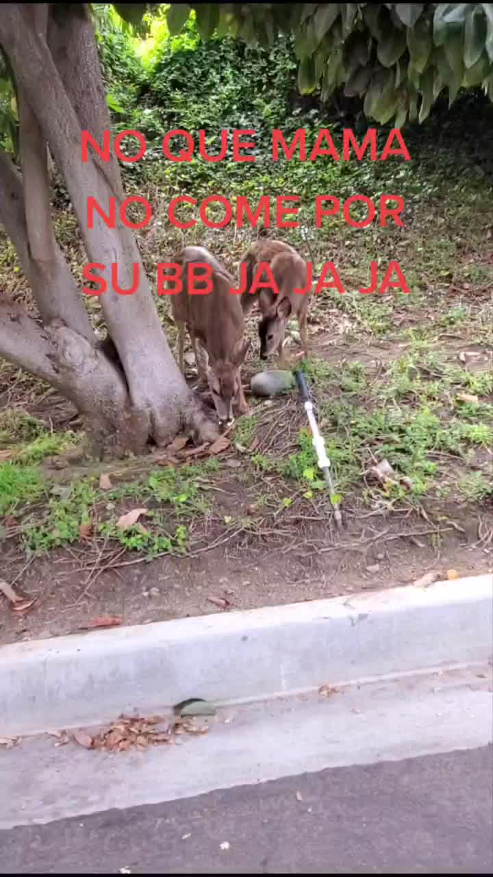 @Rufi Vela