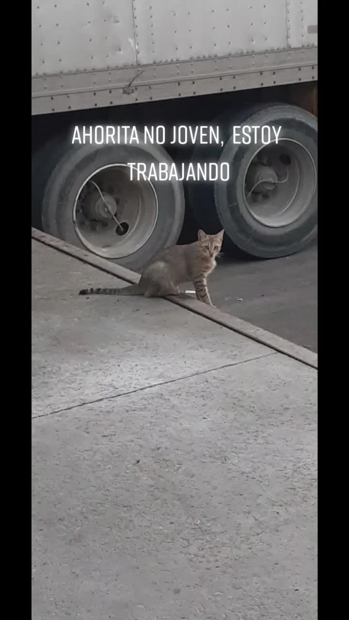 @wally Tarimin 🐈⬛