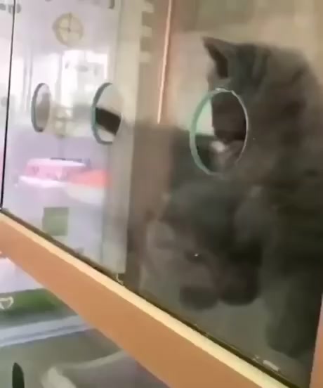 @The Pizzacat
