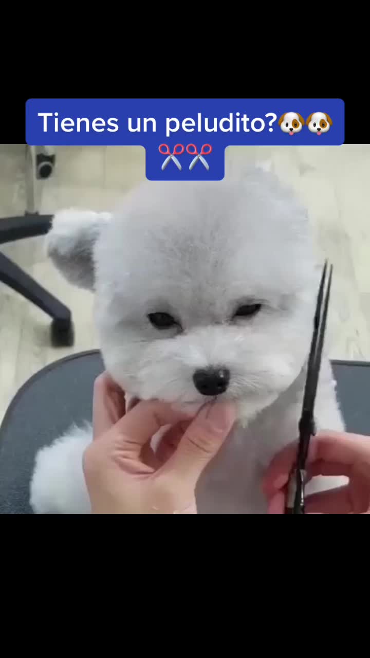 @mascotasfelices