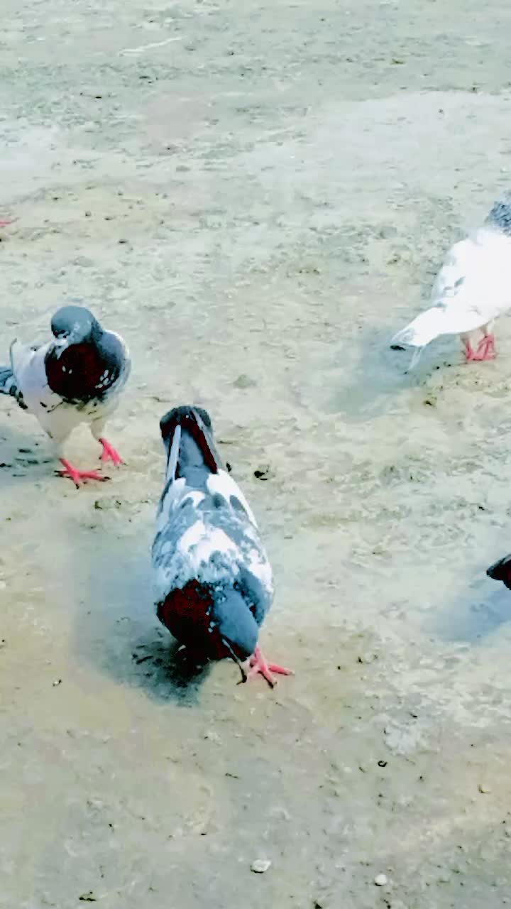 @کبوتر 🕊🕊باز🕊🕊