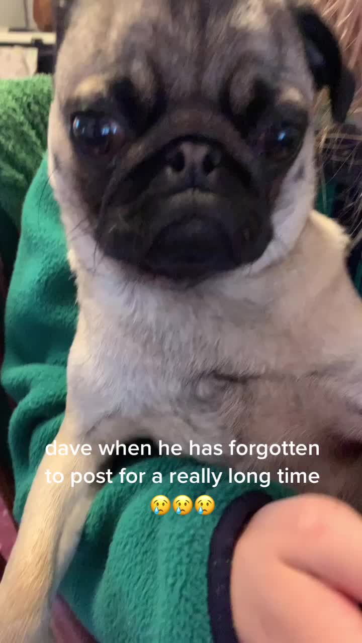 @The real Dave the pug🐶