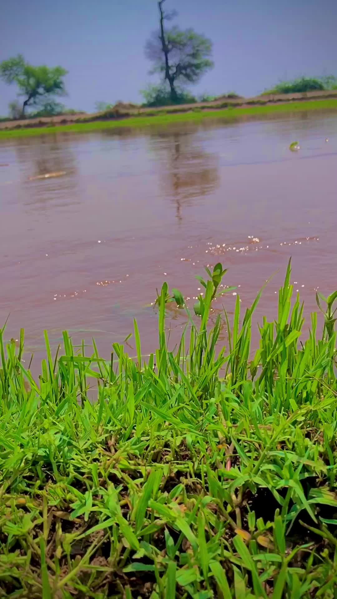 @پنجاب☘️🎋🌿