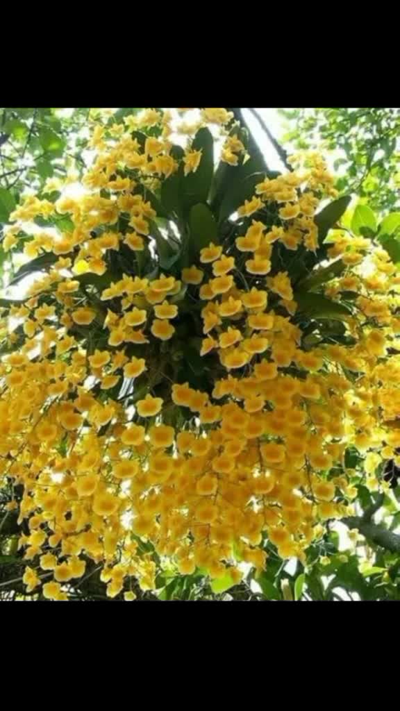 @Farhan62