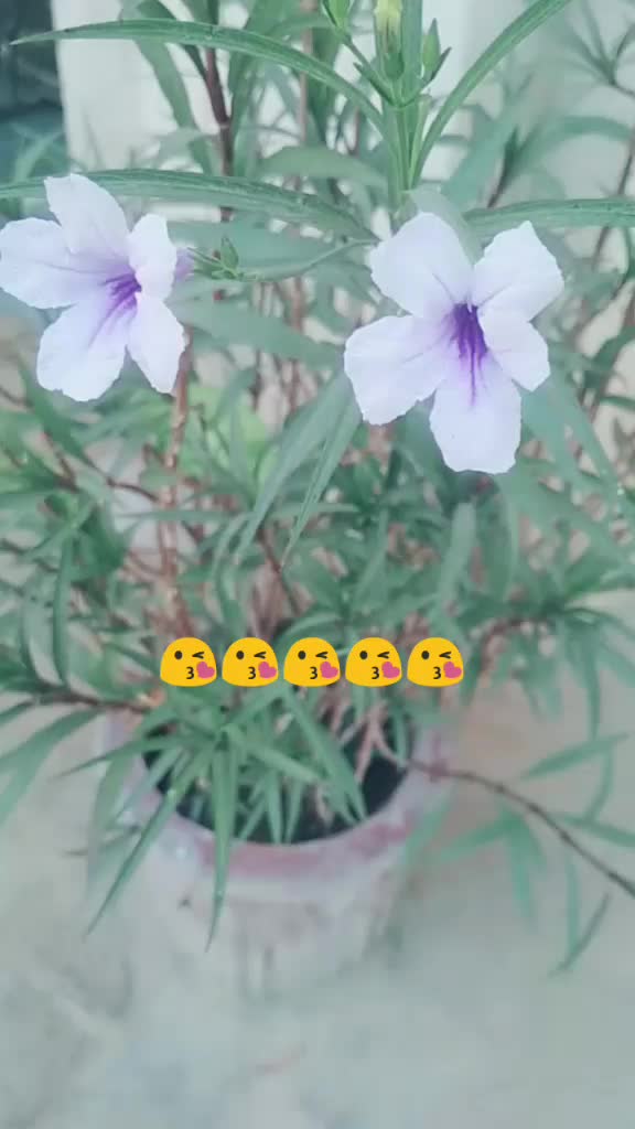 @सिंगर nikka bhati