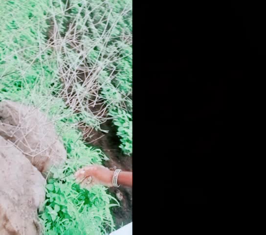 @💠💠Banjara Tigar💠?