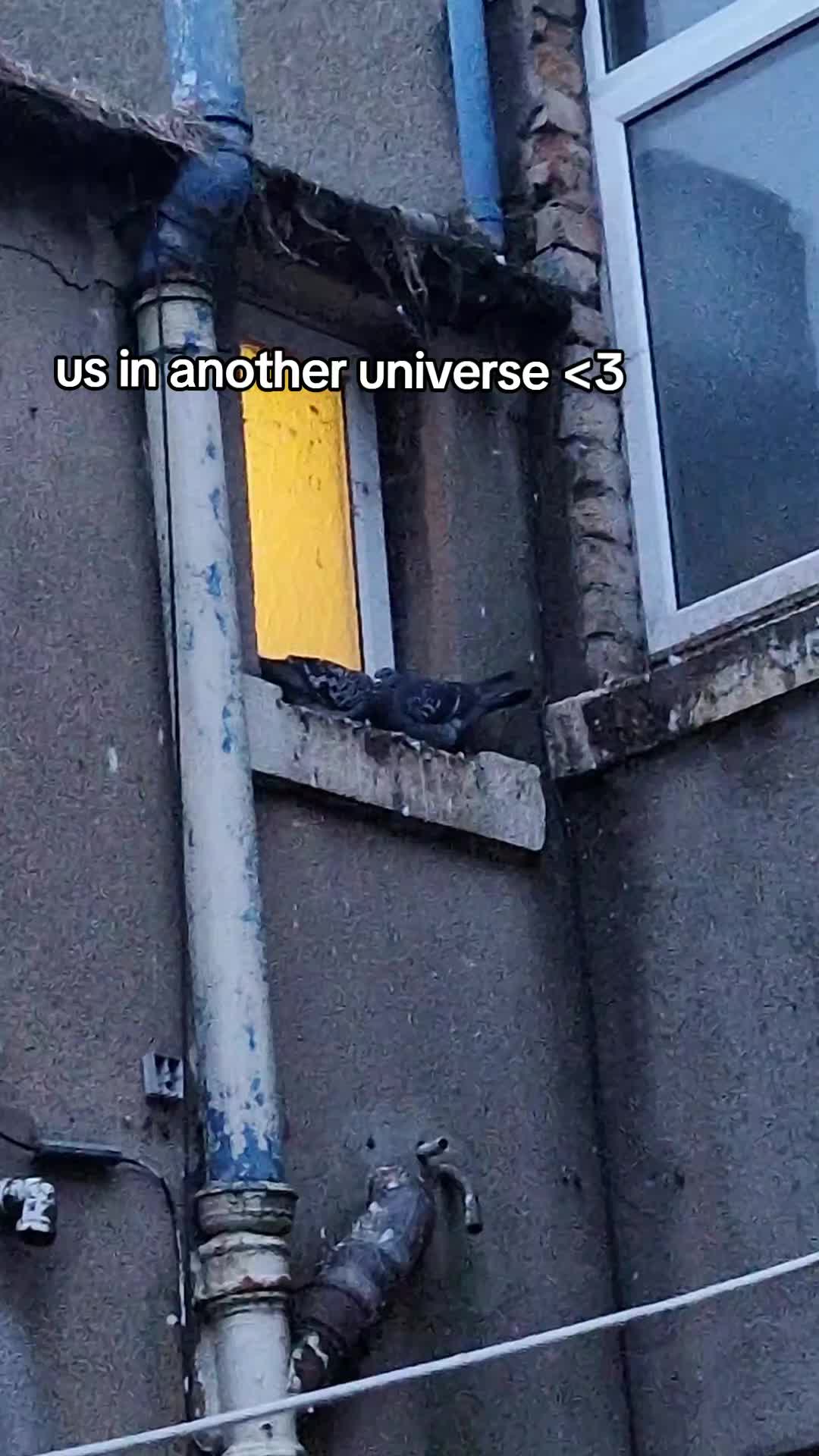 @adam