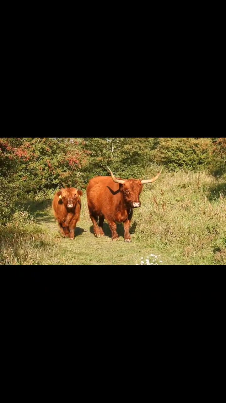 @Bakwan Animals