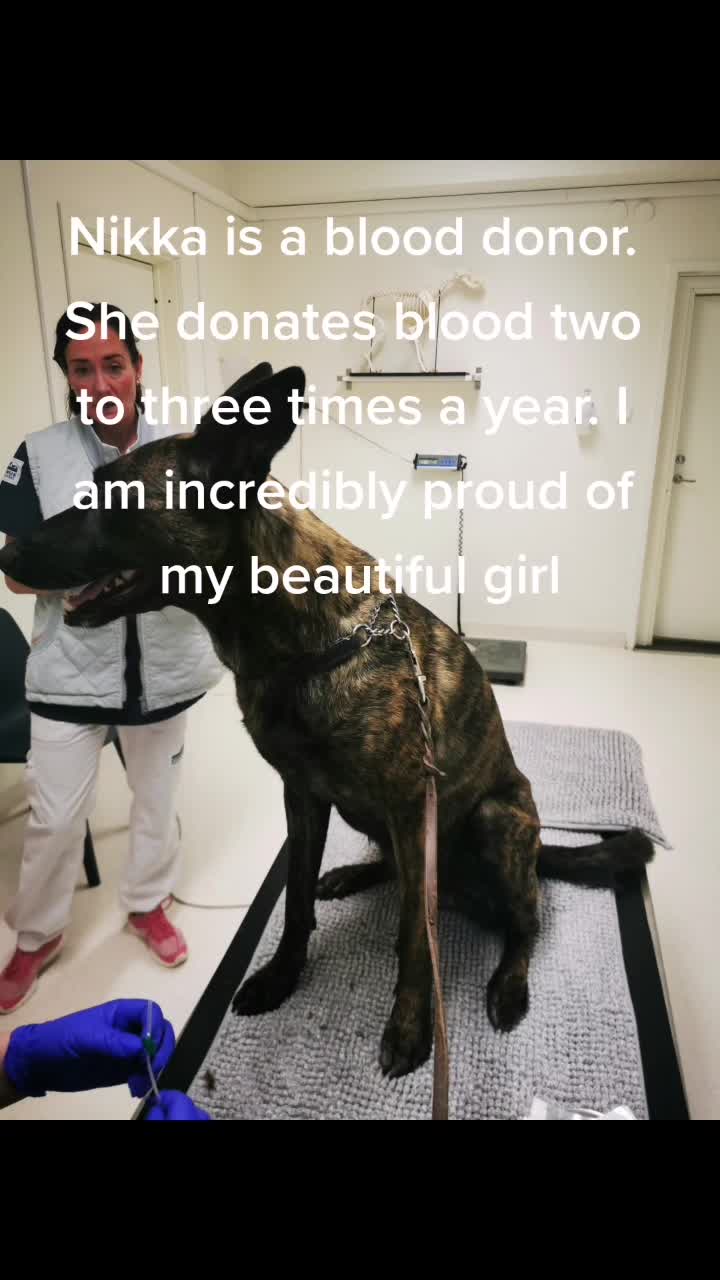 @dutch_lab_stories