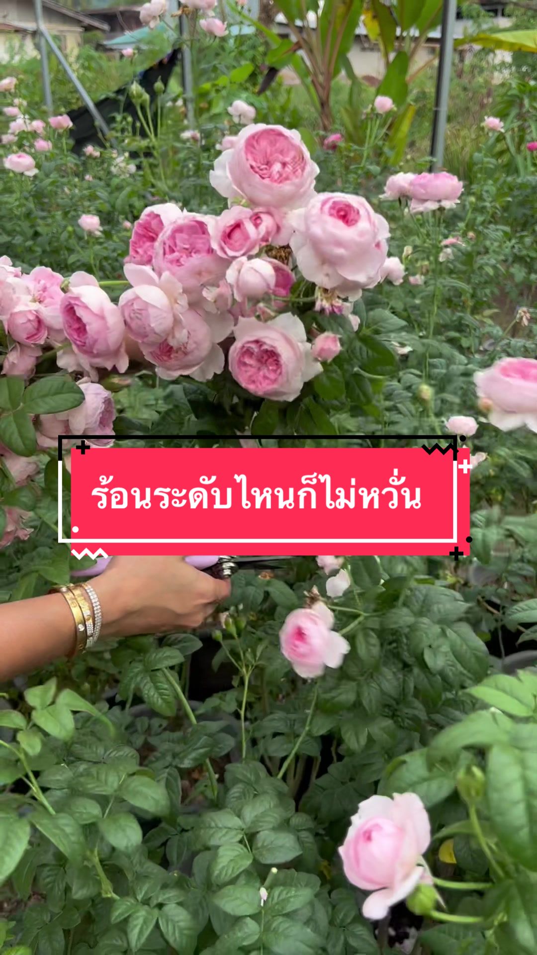 @ฝ้ายที่ปลูกกุหลาบโคตรเยอะ