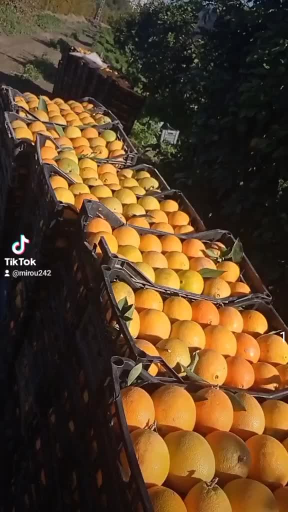 @راحيم المريول