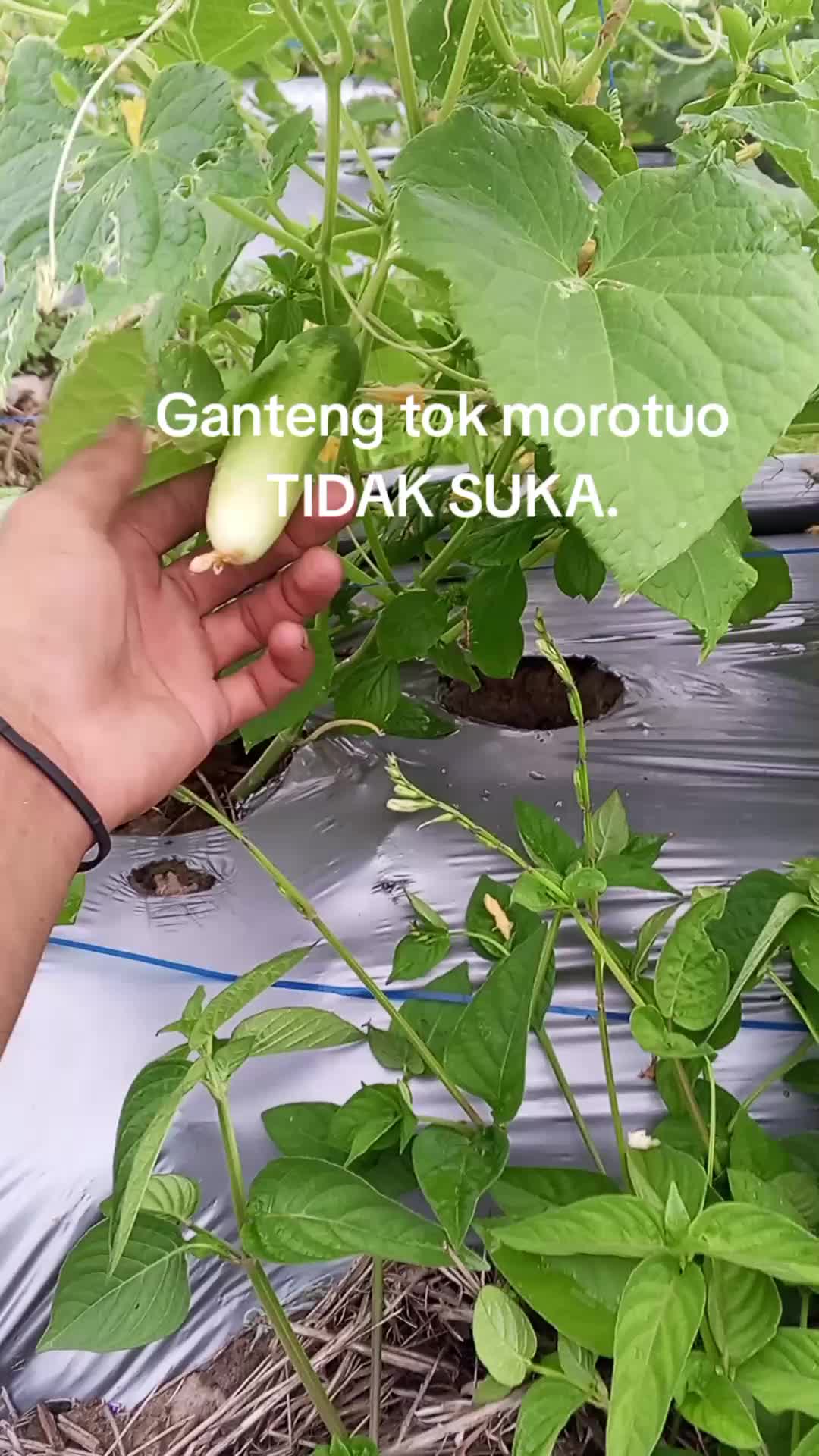 @ucup
