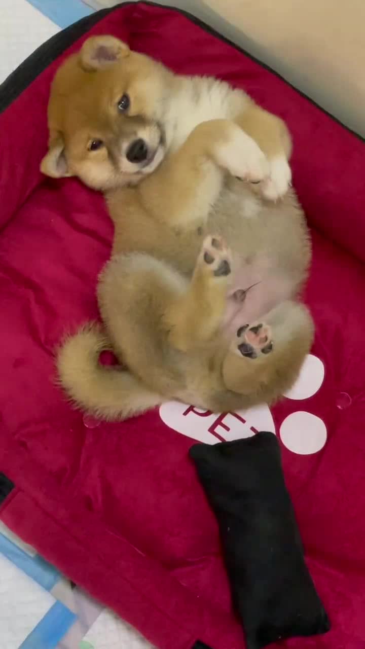 @vdogtv