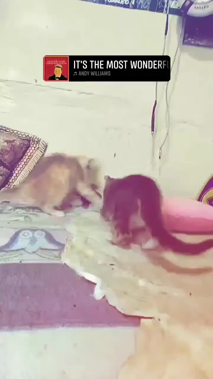 @بدر اعطور