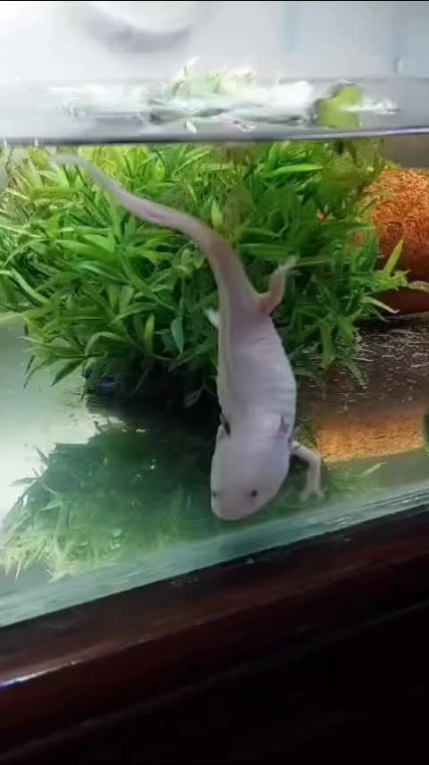 @axolotl üretim