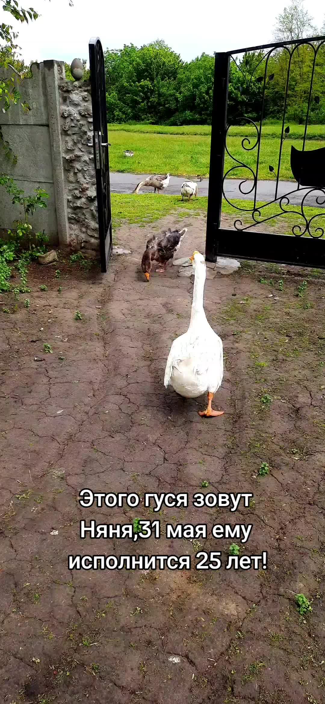 @Усадьба Гусево