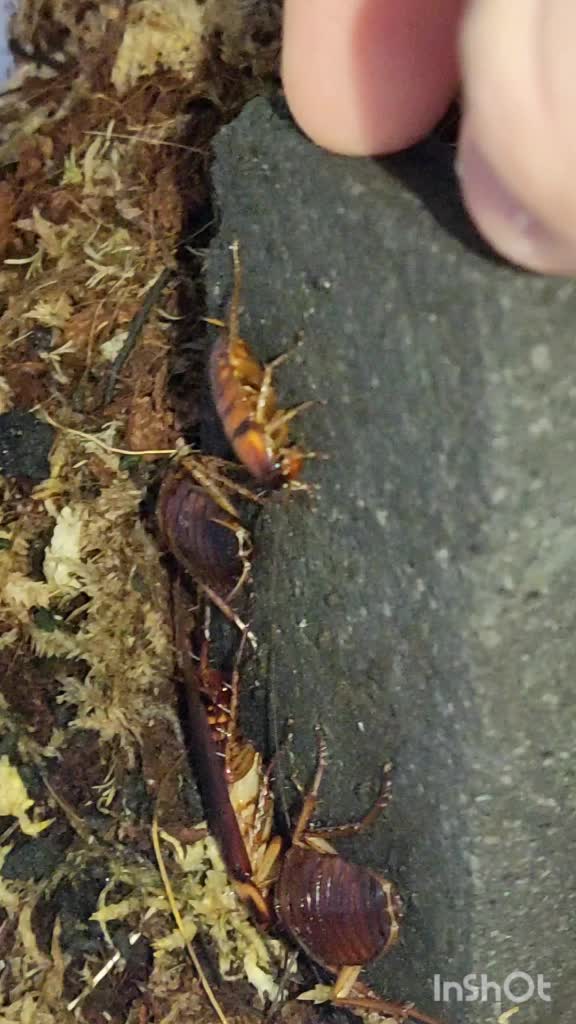 @Inverts.Exotics