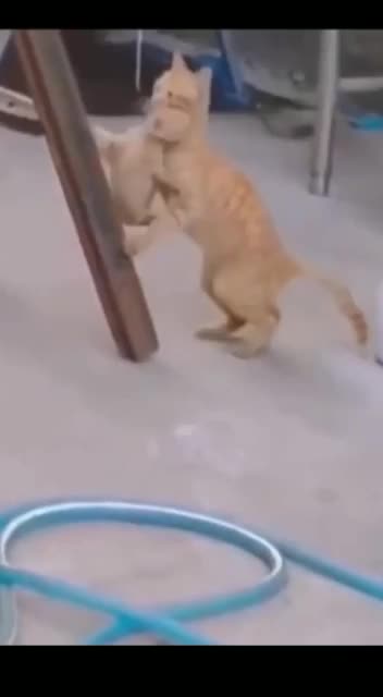 @Wazaa4mil